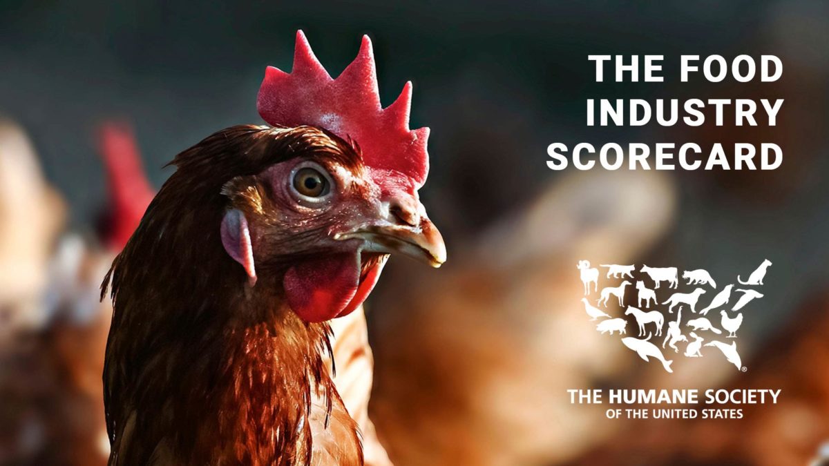 Humane Society Scorecard Report Names SFE in Top 5 Food Companies SFE